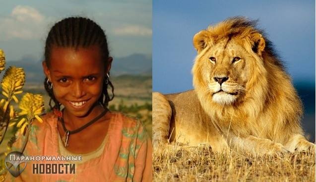 Львы спасли девочку от похитителей и другие истории о необычных животных-защитниках