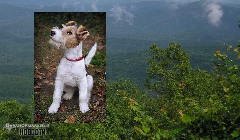 Легенда о Фокси - призрачной собаке, умершей от тоски по хозяину