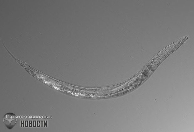 Уникальный трехполый червь найден в сверхсоленом озере