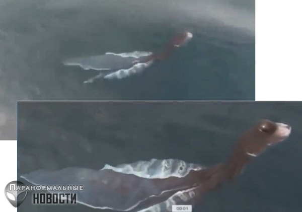 Детеныш плезиозавра? В Таиланде засняли в воде очень странное существо