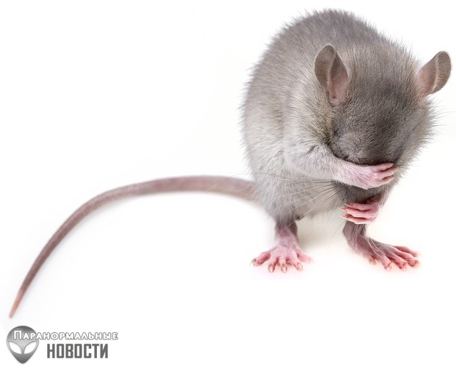 Крысы оказались еще умнее и сообразительнее, чем считалось ранее