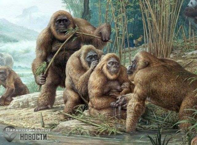 Гигантопитеки - тайны самых больших обезьян в истории