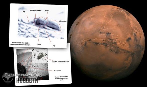 Энтомолог из США разглядел на снимках Марса множество насекомых