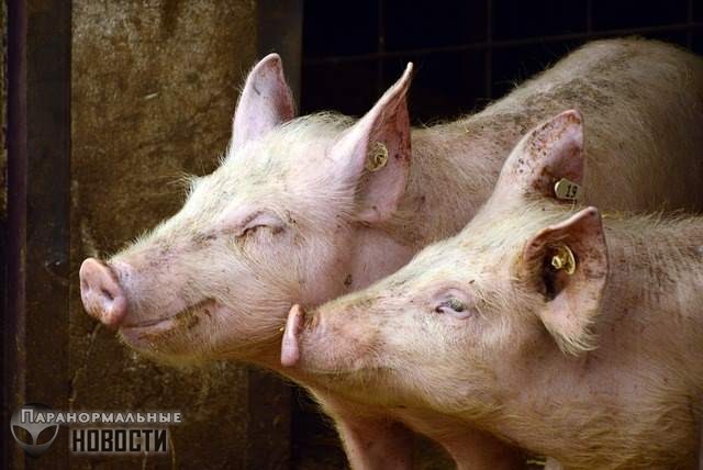 Китайские генетики создали огромных супер-свиней