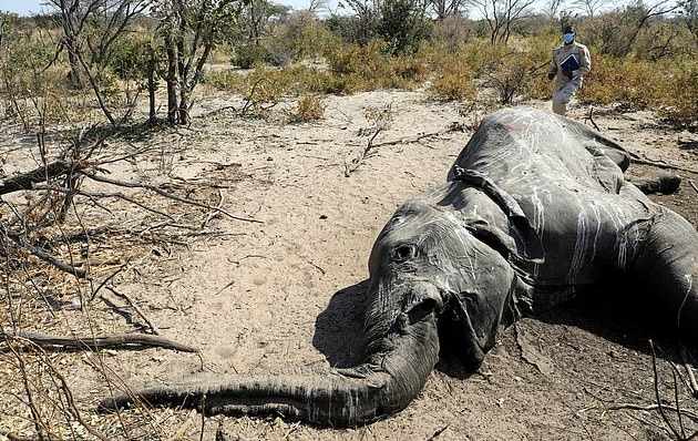 Загадочная смерть слонов в Ботсване была вызвана «новым патогеном»