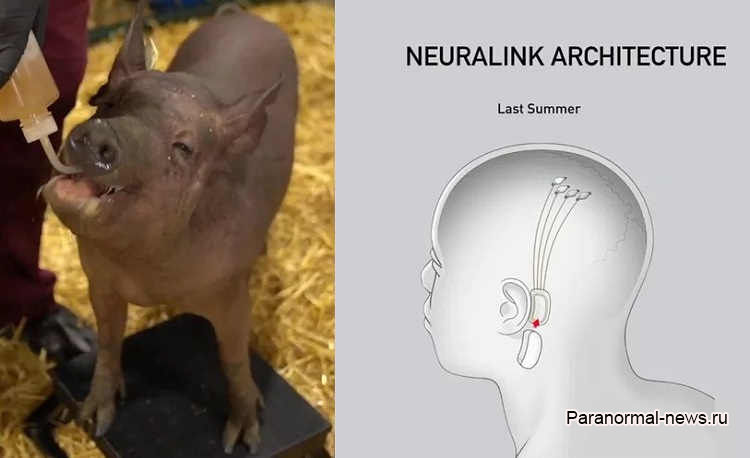 Маск вживил чип в мозг. Neurolink чип. Свинья с имплантированным в мозг чипом.