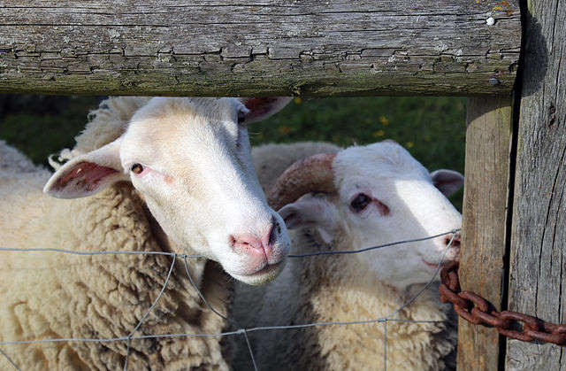 Таинственный случай панического побега десятков тысяч овец в Оксфордшире