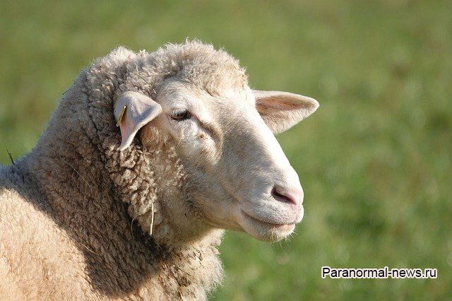 Как пастушка из Боливии встретила жестоких пришельцев, убивших стадо ее овец