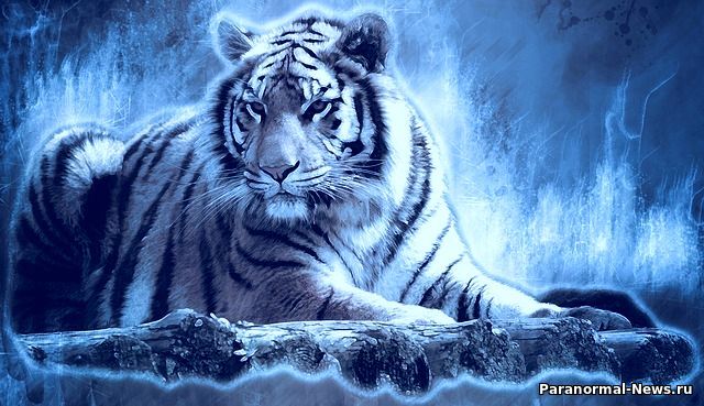Таинственные голубые тигры: Мутация или что-то иное?