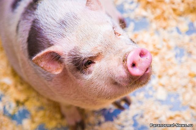 Американская компания готова начать пересаживать людям органы свиней