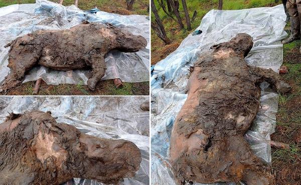 Уникальная находка в Якутии - шерстистый носорог с сохранившимися внутренностями