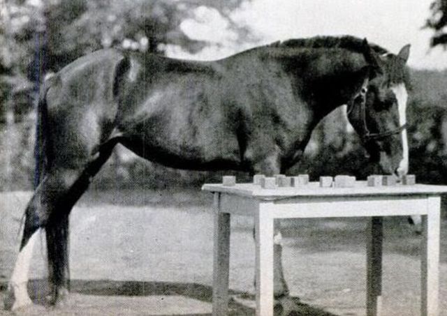 Причудливая история Леди - Великой лошади-экстрасенса