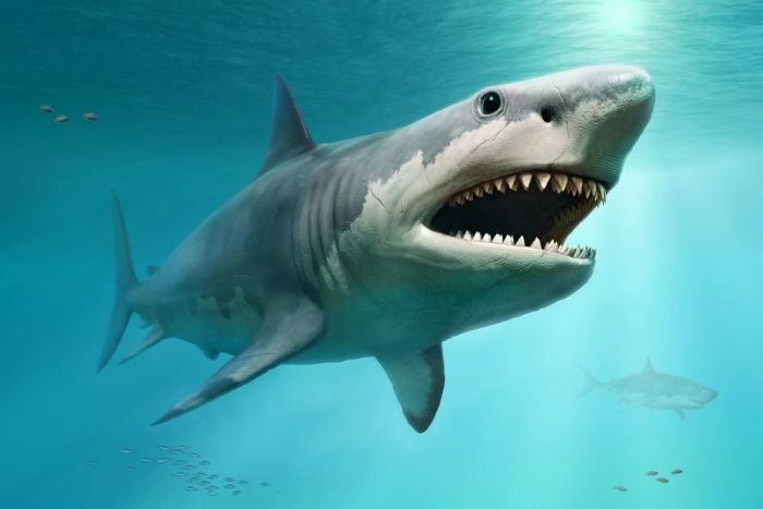 Выяснилось, что древняя акула мегалодон была куда крупнее, чем считалось раньше