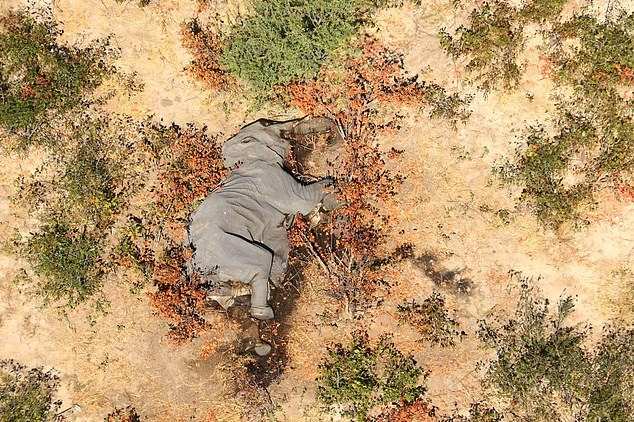 Токсичная зараза продолжает убивать слонов в Ботсване: Ученые исключили сибирскую язву и инфекции