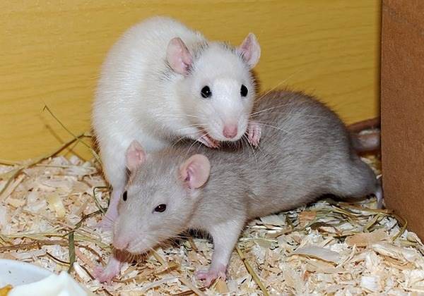 В Китае провели жуткий эксперимент, пересадив крысам-самцам матку и заставив их забеременеть