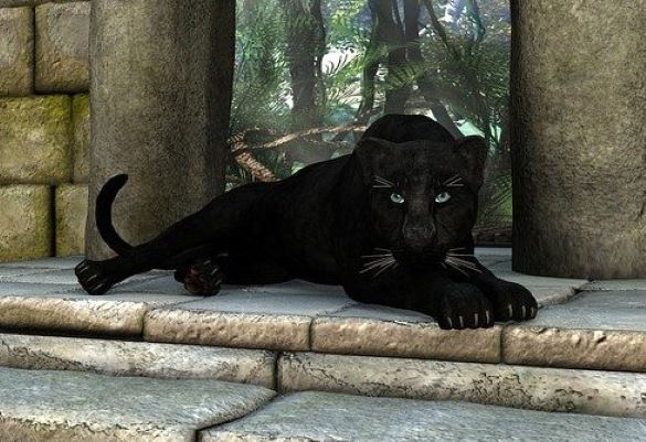 В Чешире люди стали все чаще видеть огромных черных кошек