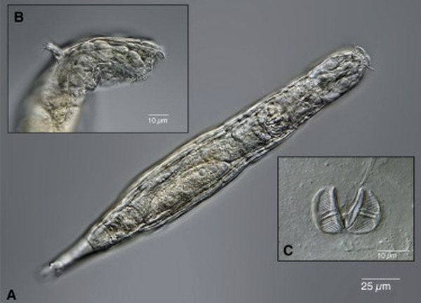 Ученые оживили червей, которые были заморожены в сибирской мерзлоте 24 тысячи лет. Они начали есть и размножаться
