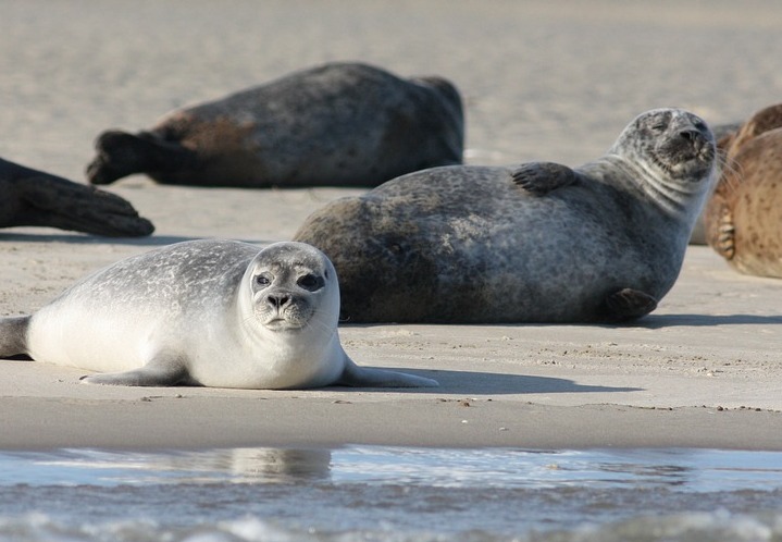 В Канаде 21 тюлень найден обезглавленным и со странными дырами в животе