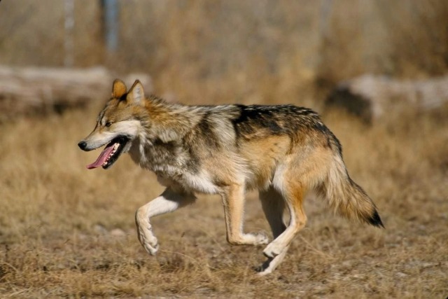 Странные случаи массового убийства людей волками в Индии, породившие сплетни об оборотнях