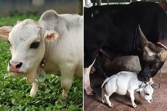 Крошечная корова посмертно была признана самой маленькой коровой в мире