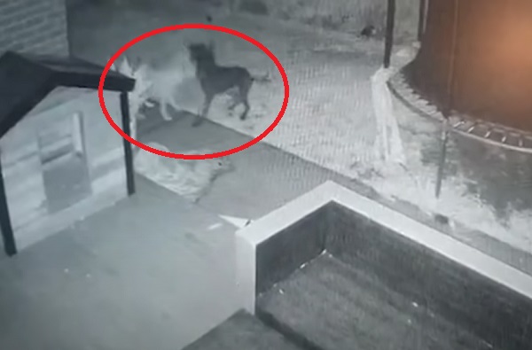 На видео засняли как собака играет с призраком другой собаки