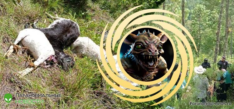 🐑 В Мексике чупакабру подозревают в серии странных нападений на коз и овец
