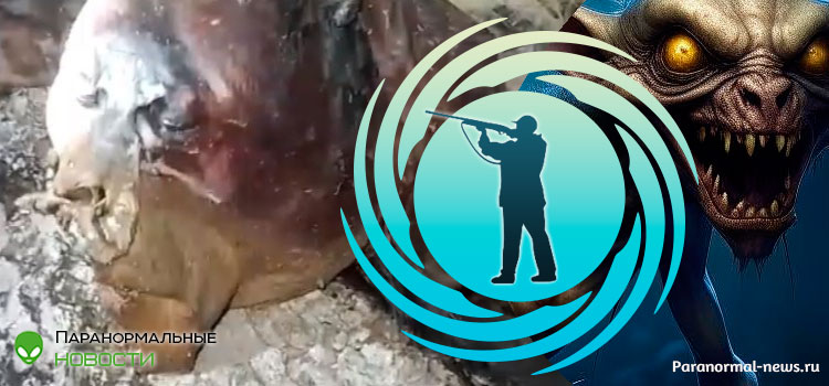 💥 Бразильские охотники утверждают, что убили чупакабру, показывая странное существо на видео
