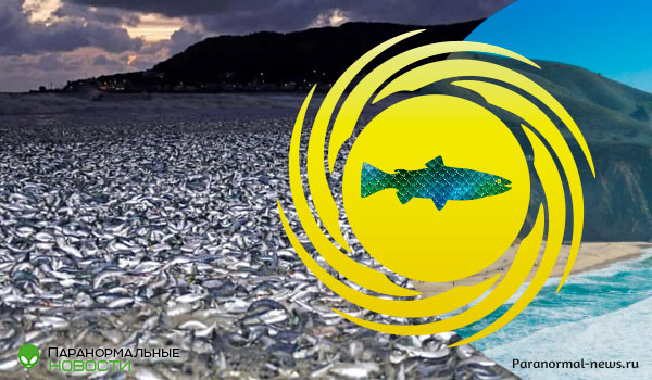 🐟 Никто не знает, почему тысячу тонн рыбы выбросило на берег Японии