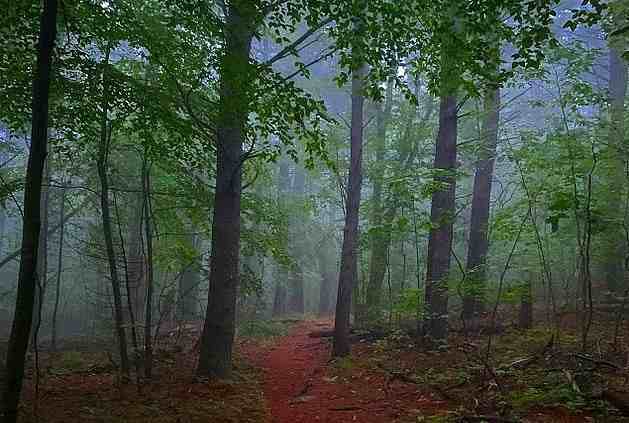 «Страна монстров» в Массачусетсе: маленький лес, где очень часто видят НЛО, йети и светящиеся шары