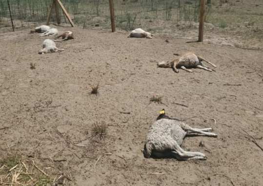 В Мексике неизвестное существо убило за раз 17 коз и овец, нанеся один укол в шею