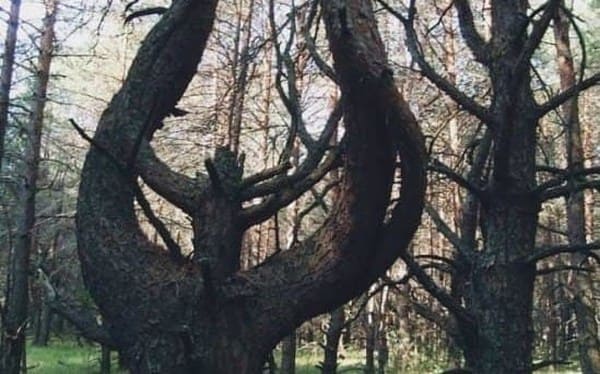 Ведьмин лес под Брянском с уродливыми деревьями и глохнущей техникой