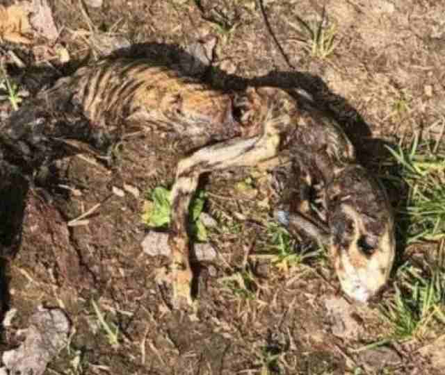 В лесу Марий Эл нашли останки непонятного существа