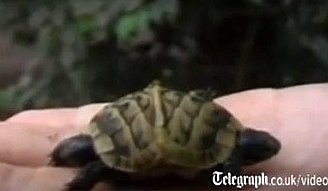 В Турции обнаружена двухголовая черепаха