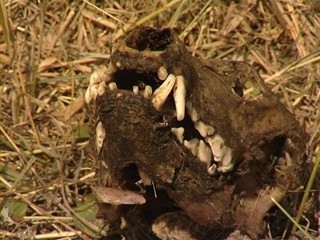 В Украине нашли скелет неизвестного хищника