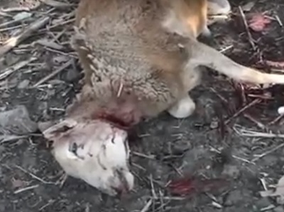 В Мексике Чупакабра убила 35 овец за раз