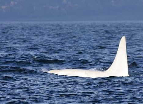 Русские ученые нашли редкого кита-убийцу