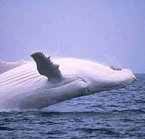В мире обнаружен второй кит-альбинос