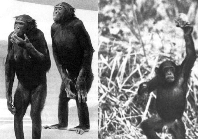 Что же на самом деле сделало обезьяну человеком?