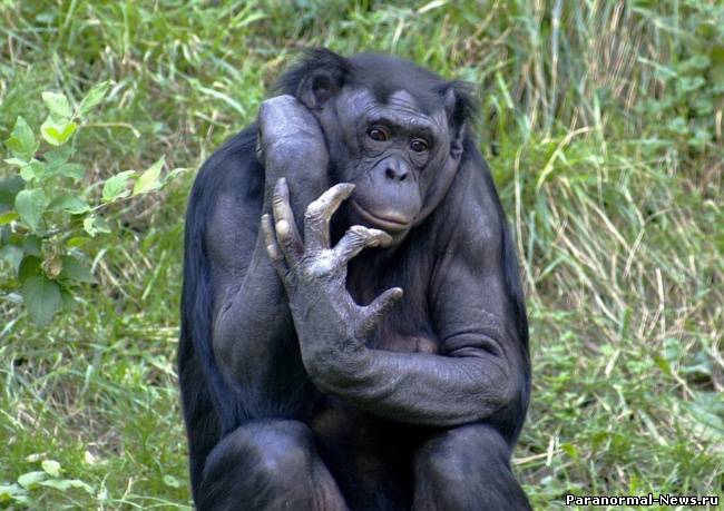 Ученые доказали, что у шимпанзе и человека один общий предок