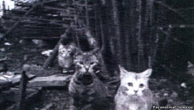 Эстонский подземный неопознанный объект приманивал к себе толпы кошек