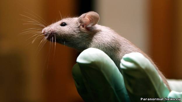 Жестокий эксперимент над мышами доказывает существование души