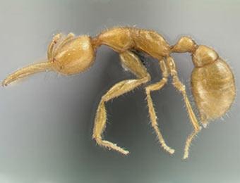 В лесах Амазонки нашли марсианских муравьев
