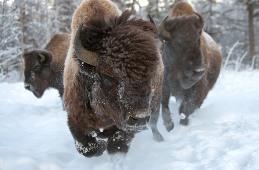 Гигантские бизоны Якутии