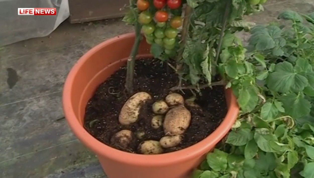 В Великобритании появился гибрид картофеля и помидора