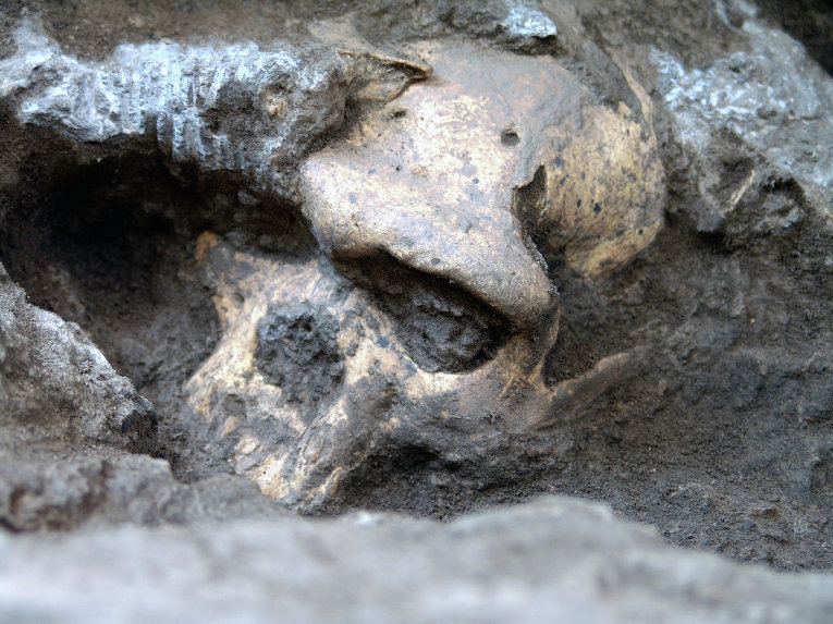 Найденный в Грузии череп может изменить представление о предках людей