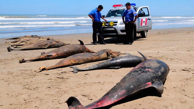 На атлантическое побережье США выбросилось рекордное число дельфинов