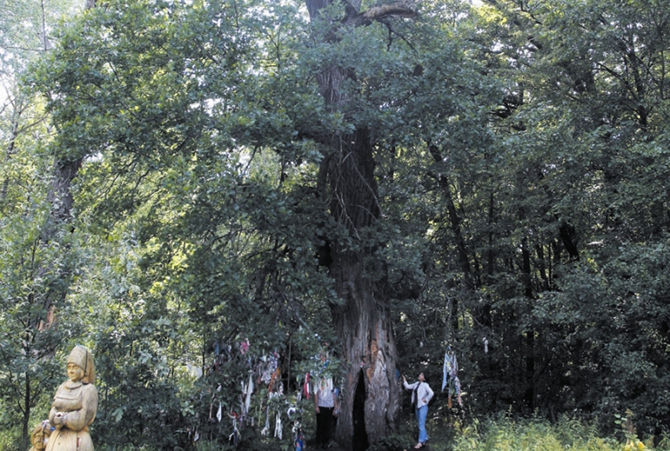 В Мордовии поклоняются древнему дубу