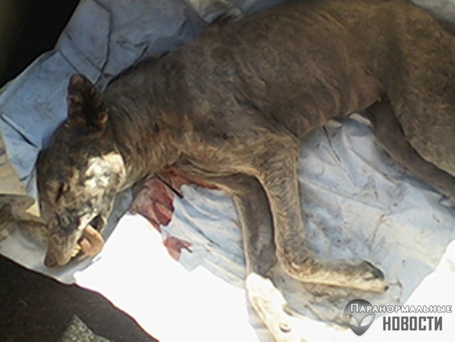 В Бурятском округе убили собакоподобное существо, нападающее на овец